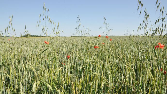 Brome dans du blé