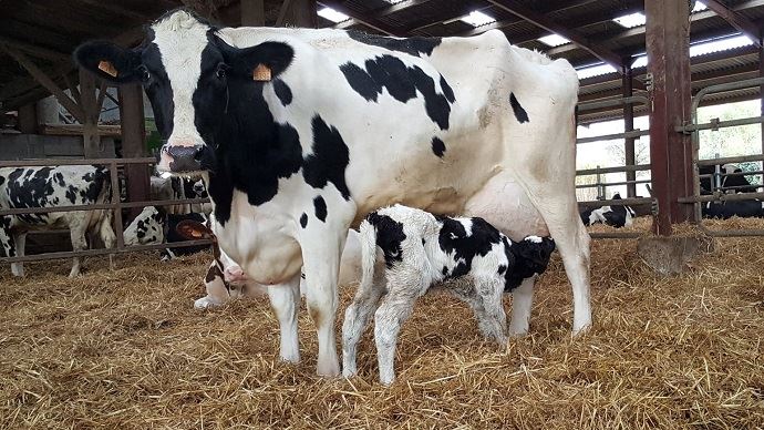 Les soins préventifs pour le veau s'appliquent d'ores et déjà sur la vache tarie. Viennent ensuite les soins au veau avec l'ensemencement en bactéries lactiques, la lotion pour le nombril, l'huile de poisson, etc.