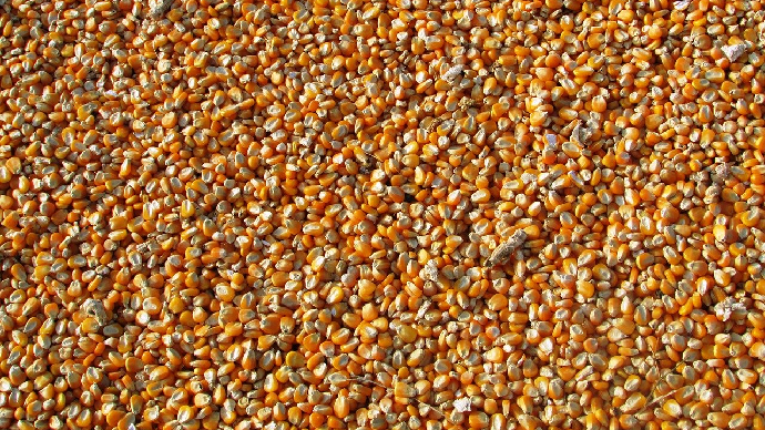 Grains de maïs