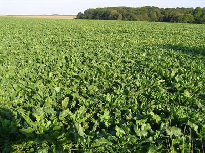 Betteraves - Photo parue sur Terre-net.fr et Web-agri.fr, journaux édités par Terre-net Média