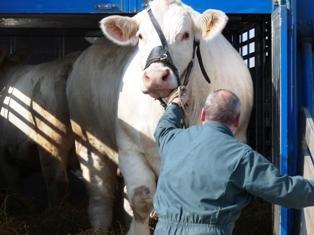 Charolaise - Derniers préparatifs la veille d'Eurogénétique 2009 - Copyright Web-agri, Terre-net Média