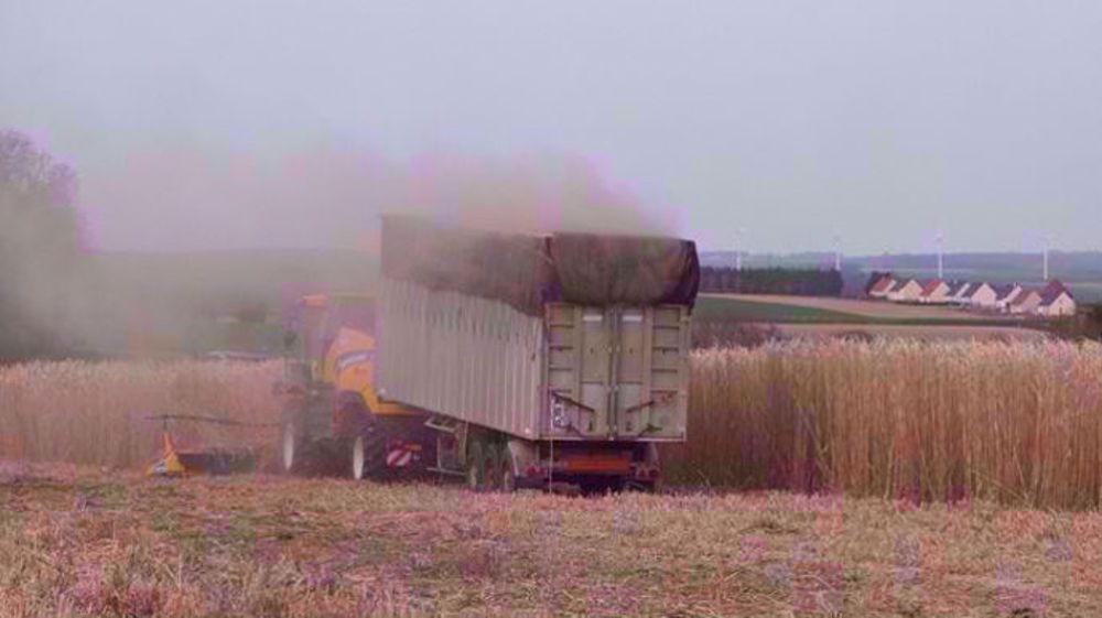 Le miscanthus et ses chantiers de récolte Le miscanthus et ses chantiers de récolte