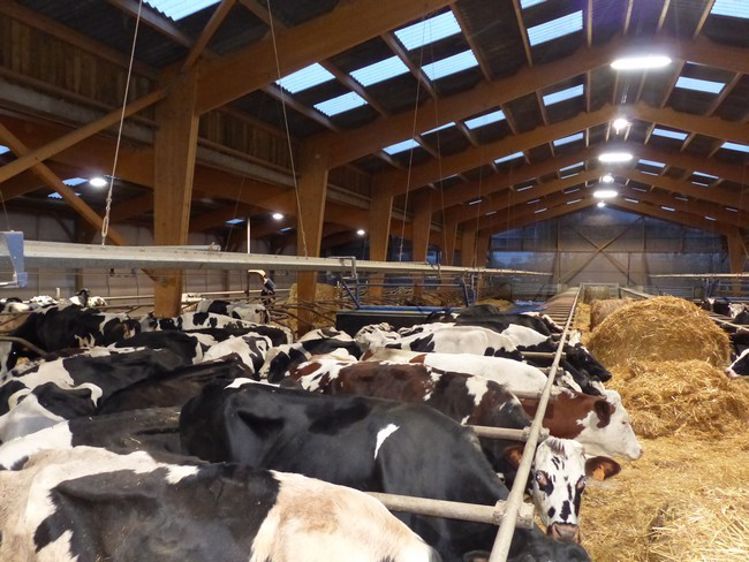 La traite en toute quiétude à la ferme de Béthanie / Picauville (Manche)