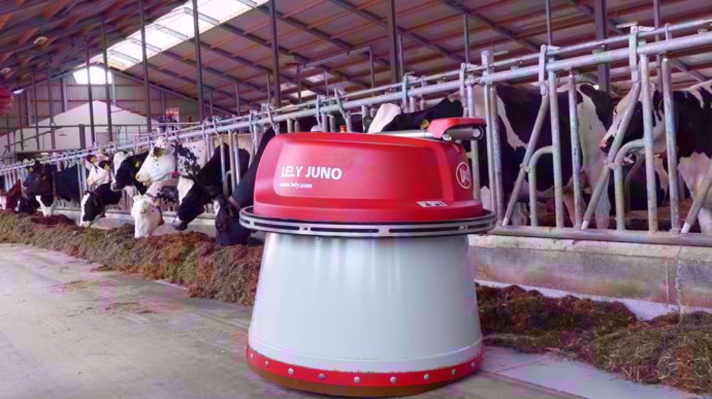 Lely en pleine croissance Lely en pleine croissance