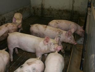 « D’après Ludovic Brossard (Inra AgroCampusOuest), l’absence d’effet de la densité d’élevage dans notre étude pourrait s’expliquer par une surface disponible par animal non limitante, même dans les groupes de 20 animaux ».