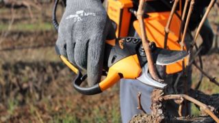 Pellenc "conquiert le monde"