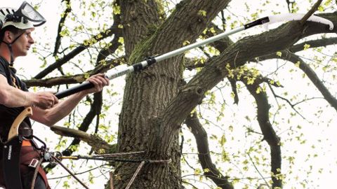 Berger tend une perche aux arboristes Berger tend une perche aux arboristes