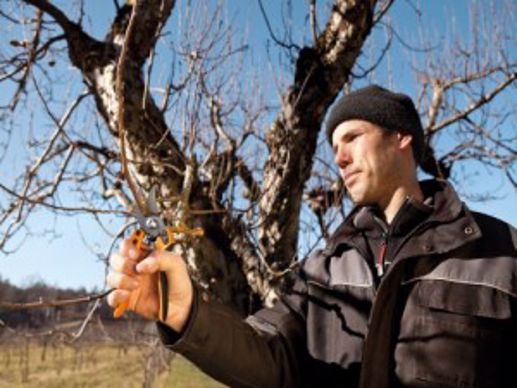 secateur-professionnel-tms (500 x 375)
