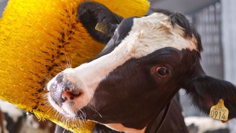 La brosse pivotante SCB de DeLaval, en position verticale à l'arrêt, commence à tourner dès qu'un animal la pousse. La brosse pivotante SCB de DeLaval, en position verticale à l'arrêt, commence à tourner dès qu'un animal la pousse.
