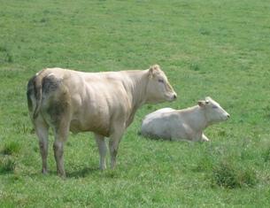 Plusieurs propositions du rapport du groupe de haut niveau « viande