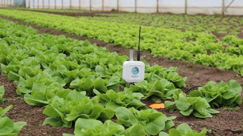 La sonde capacitive connectée de Weenat convient à tout type de culture, de sol et de système d’irrigation. La sonde capacitive connectée de Weenat convient à tout type de culture, de sol et de système d’irrigation.