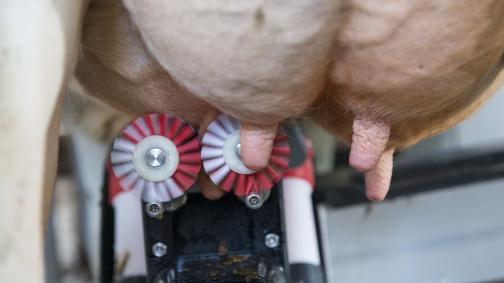 Lely : Un programme pour diminuer la bimodalité Lely : Un programme pour diminuer la bimodalité