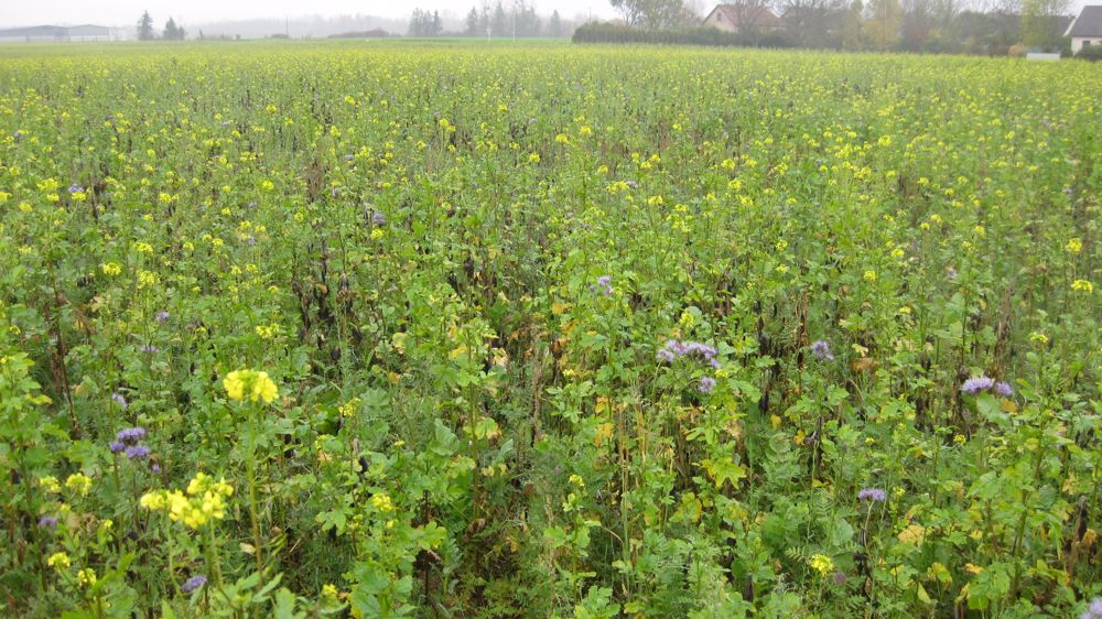 Avis d'expert : Colza associé aux plantes compagnes Avis d'expert : Colza associé aux plantes compagnes