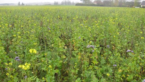 Avis d'expert : Colza associé aux plantes compagnes Avis d'expert : Colza associé aux plantes compagnes