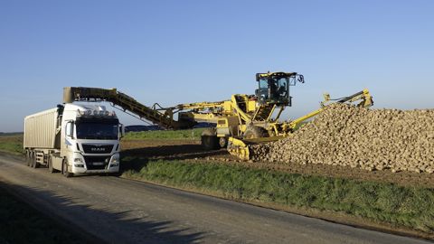 Betteraves sucrières : du tas au camion Betteraves sucrières : du tas au camion