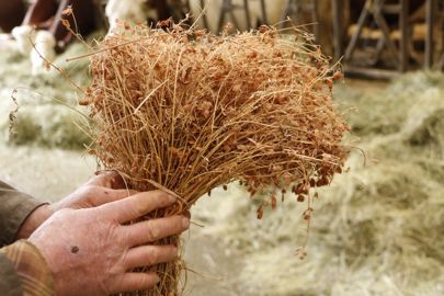 Agriculture : la culture de la lentille verte du Puy menacée en Haute-Loire