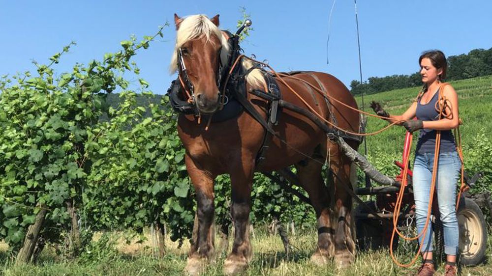Le cheval doit aller paître plus loin