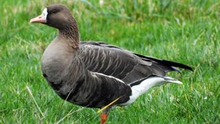 Une oie sauvage positive en Allemagne Une oie sauvage positive en Allemagne