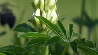 Le génome du lupin blanc est séquencé Le génome du lupin blanc est séquencé