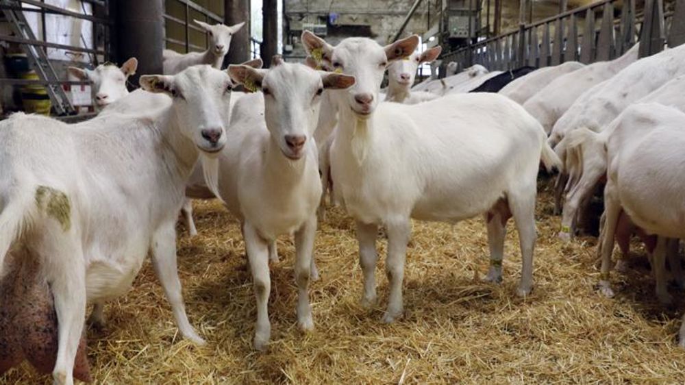 Intermarché et Netto s’engagent à revaloriser le prix