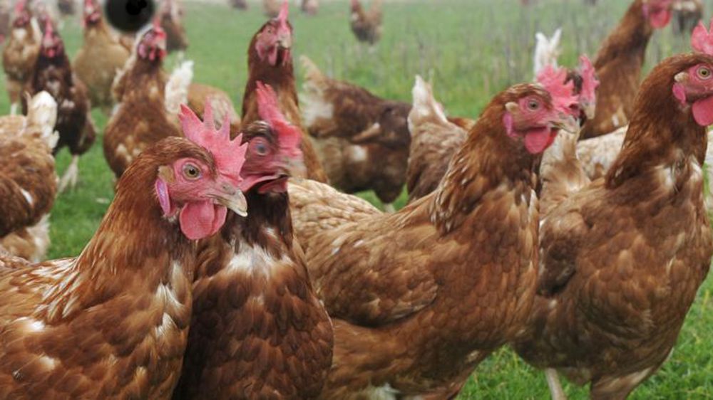 Carrefour et Loué mettent fin au broyage des poussins