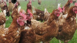 Carrefour et Loué mettent fin au broyage des poussins Carrefour et Loué mettent fin au broyage des poussins