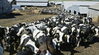 Le lait liquide, talon d’Achille de l’industrie américaine Le lait liquide, talon d’Achille de l’industrie américaine