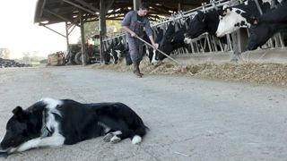 « La contamination d’un animal est peu probable » « La contamination d’un animal est peu probable »