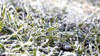 Les gelées et la neige sont de retour Les gelées et la neige sont de retour