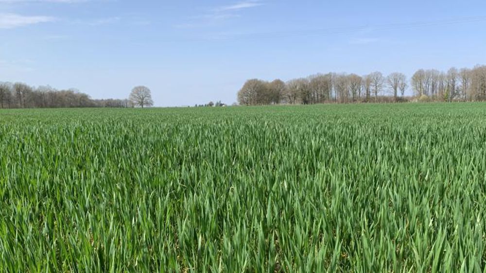 Les céréales d’hiver ont pris de l’avance