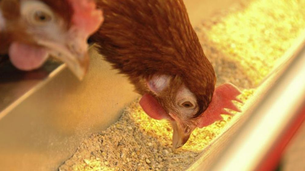 Les pertes s’accumulent pour les éleveurs