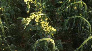 Les dégâts du gel sur colza sont à surveiller Les dégâts du gel sur colza sont à surveiller