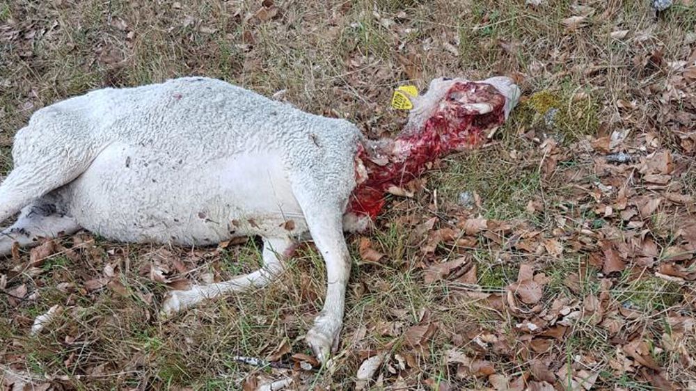 La concentration des attaques de loup en question