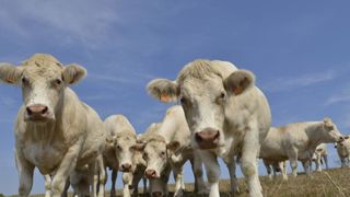 Les cours des bovins restent très bas Les cours des bovins restent très bas