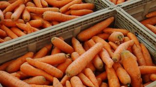 Les carottes profitent du confinement Les carottes profitent du confinement