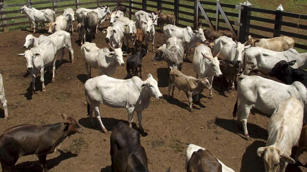 Des viandes bovines « sans garanties sanitaires suffisantes »