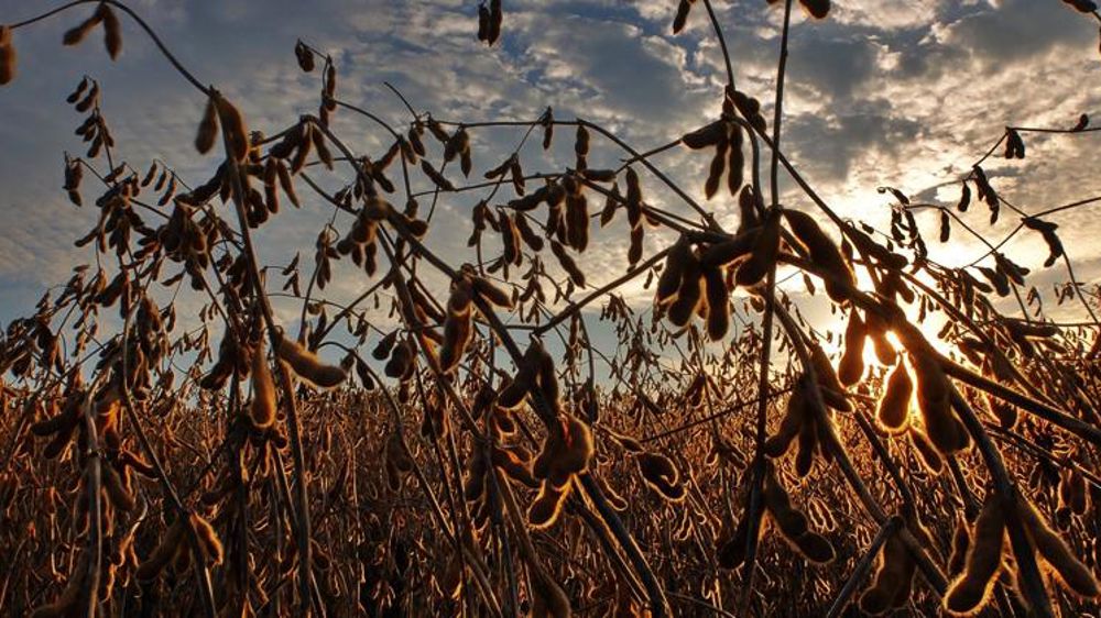 Le Brésil confiant pour ses ventes de soja à la Chine