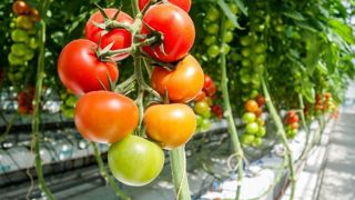 Serres chauffées : les consommateurs pas assez informés Serres chauffées : les consommateurs pas assez informés