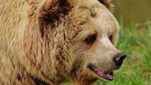 Une pétition contre l’effarouchement des ours fait fureur Une pétition contre l’effarouchement des ours fait fureur