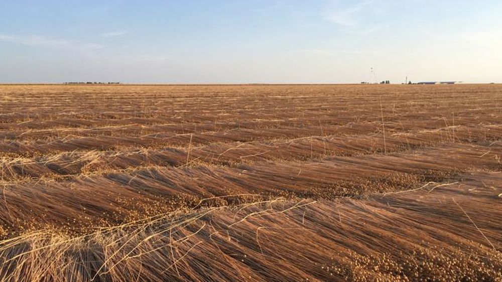 Les voyants sont au rouge pour le lin textile