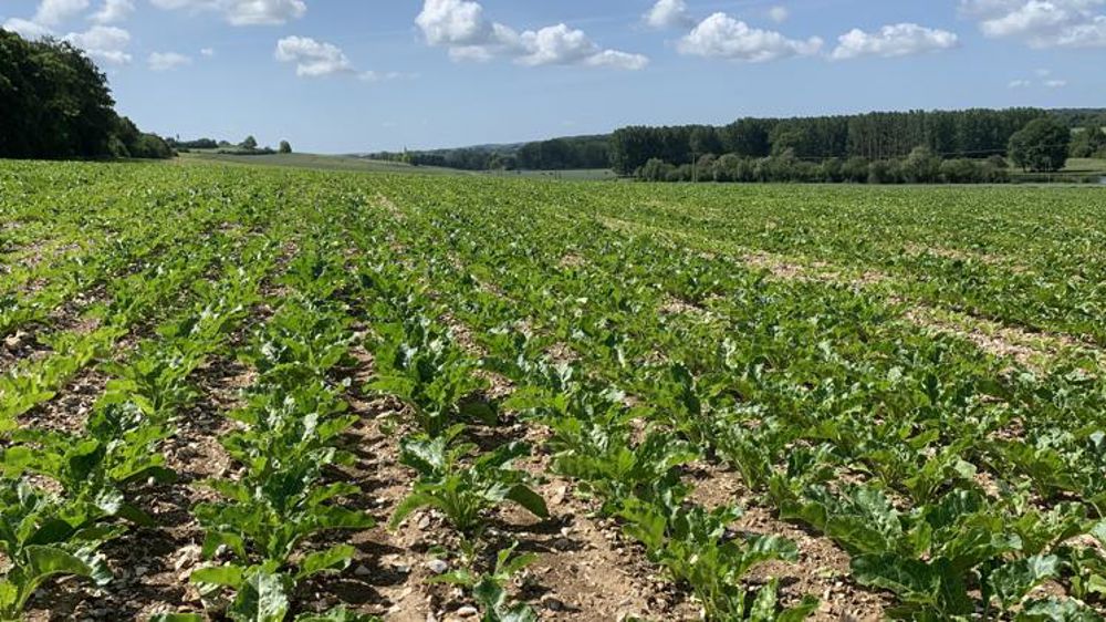 Plus que jamais sous la pression des pucerons