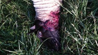 « Je vais arrêter la production ovine à cause des loups » « Je vais arrêter la production ovine à cause des loups »