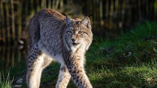 Trois lynx ont été relâchés en France Trois lynx ont été relâchés en France