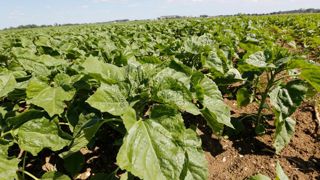 Le report de surfaces vers les cultures de printemps confirmé Le report de surfaces vers les cultures de printemps confirmé