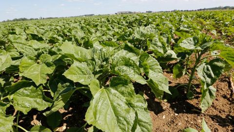 Le report de surfaces vers les cultures de printemps confirmé Le report de surfaces vers les cultures de printemps confirmé