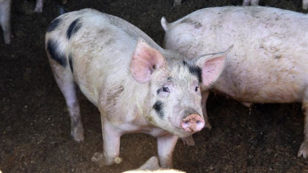L’Asie tente de rebâtir sa production porcine
