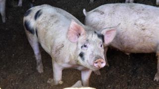 L’Asie tente de rebâtir sa production porcine L’Asie tente de rebâtir sa production porcine