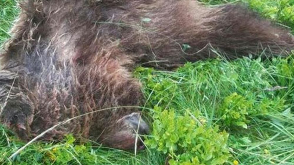 Les défenseurs de l’ours ont manifesté à Foix
