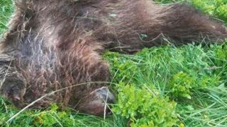Les défenseurs de l’ours ont manifesté à Foix Les défenseurs de l’ours ont manifesté à Foix