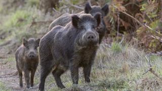 La chasse au sanglier est prolongée d’un mois La chasse au sanglier est prolongée d’un mois